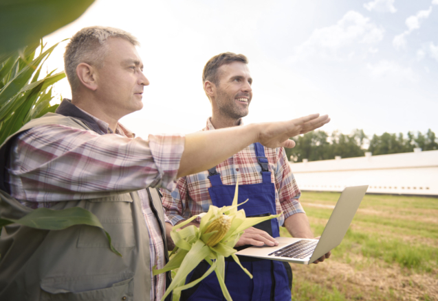 Talking about their corn field